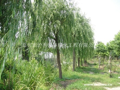 垂柳綠蔭映江南 園林工程施工、養(yǎng)護(hù)與苗木經(jīng)營一體化實(shí)踐
