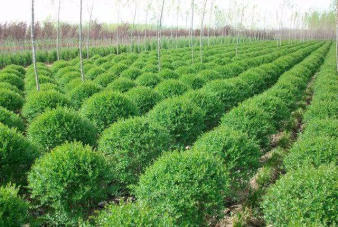 小葉女貞造型盆景 園林綠化工程中的多場景藝術(shù)應(yīng)用與施工要點(diǎn)
